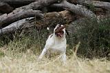 BOULEDOGUE AMERICAIN 084